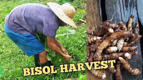 Pagharvest ng Bisol .